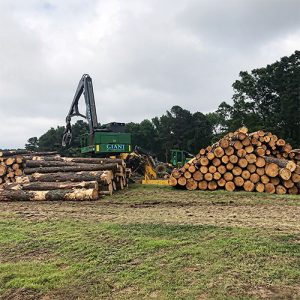 Raleigh, NC Forestry Services